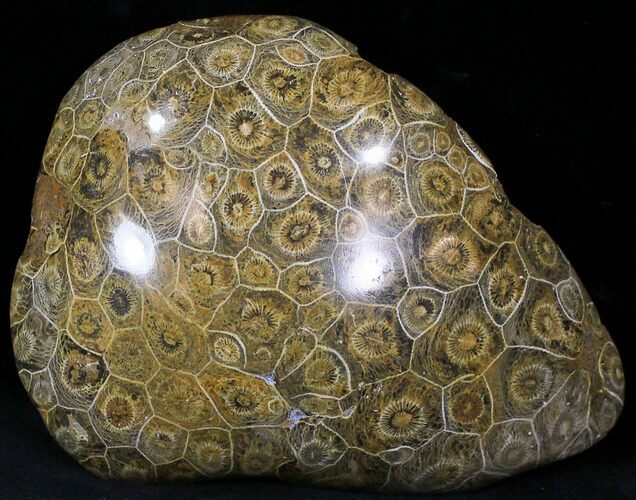 Thick Polished Fossil Coral Head - Morocco #22351